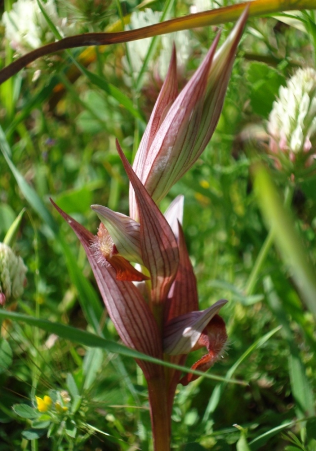 Orchidee dalla Puglia